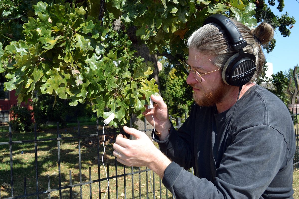 PLANT MUSIC: Song of the Council Oak Premiere