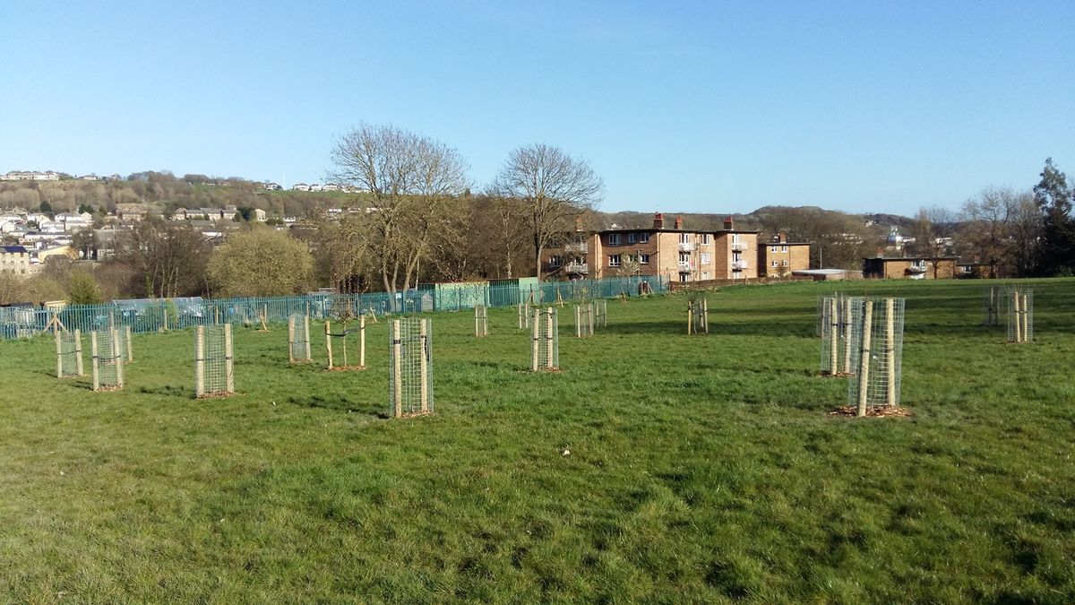 Shipley fields winter pruning session