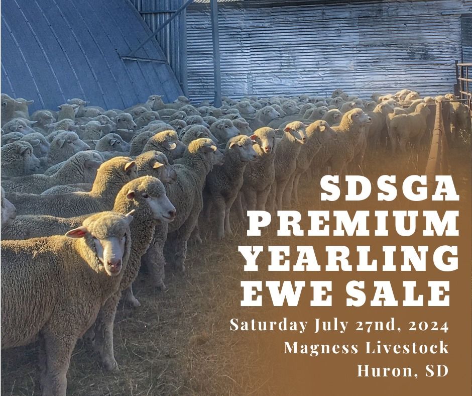 SD Premium Yearling Ewe Sale