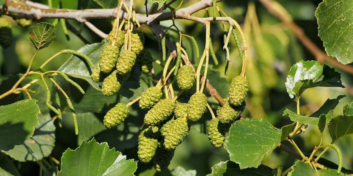 Adult Workshop: Summer Tree and Shrub Identification - Sutton Courtenay, Saturday 10 May