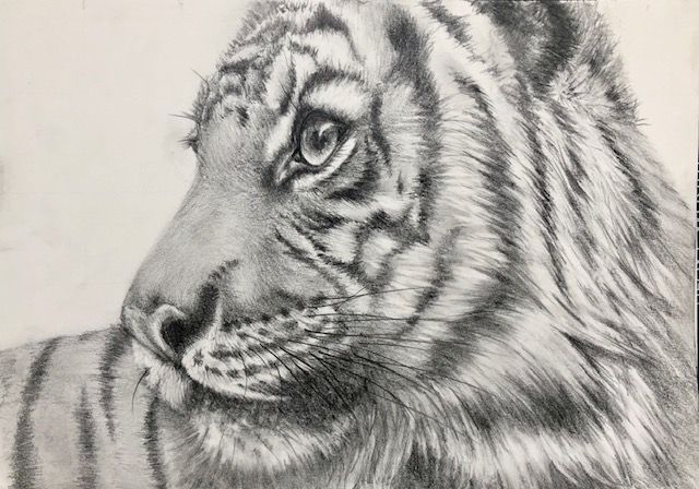 Drawing Class - Animals and Fur