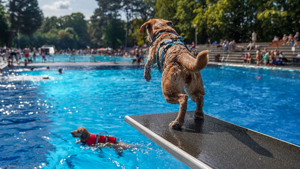 10. K\u00f6lner Hundeschwimmen im Stadionbad