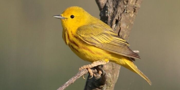 Birding for Beginners! in Greenough Park