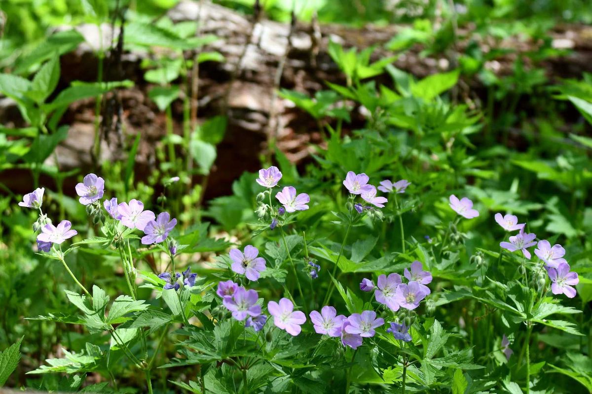 Adopt a Native Plant: Shade