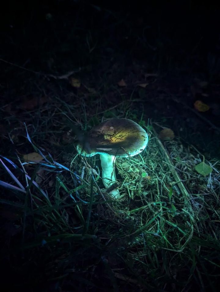 Night time fungi hunt