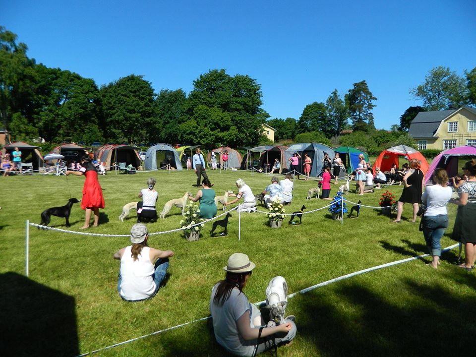 Whippet-Harrastajat ry:n erikoisn\u00e4yttely & Open Show \/ Finnish Whippet Clubs Speciality & Open Show