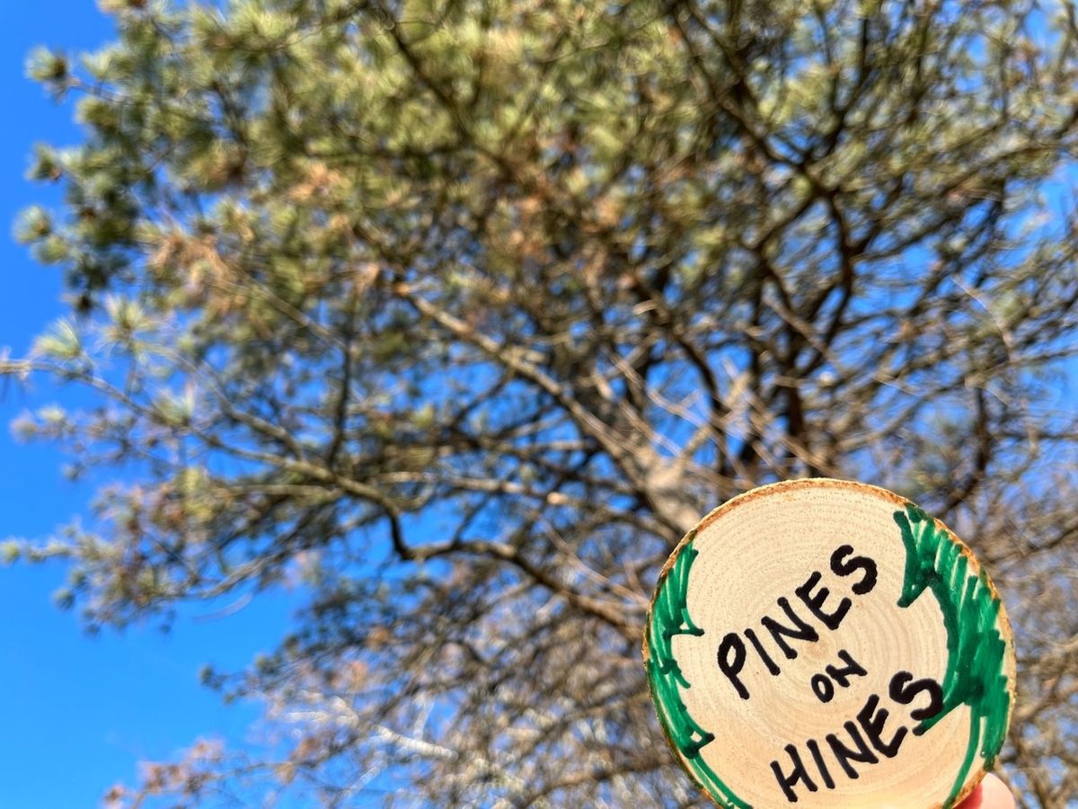 Home School Thursdays: Pines on Hines