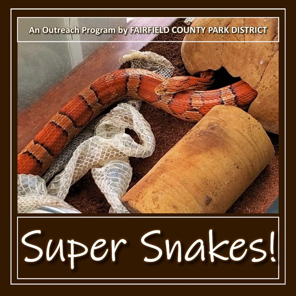 Sssuper Snakes!  (Baltimore Branch Library)
