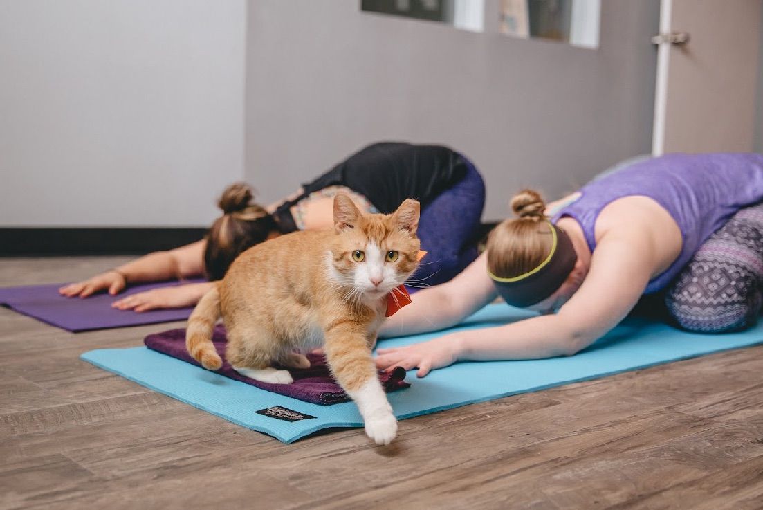 Happy Cat Yoga! \ud83e\uddd8\u200d\u2640\ufe0f\ud83d\udc08