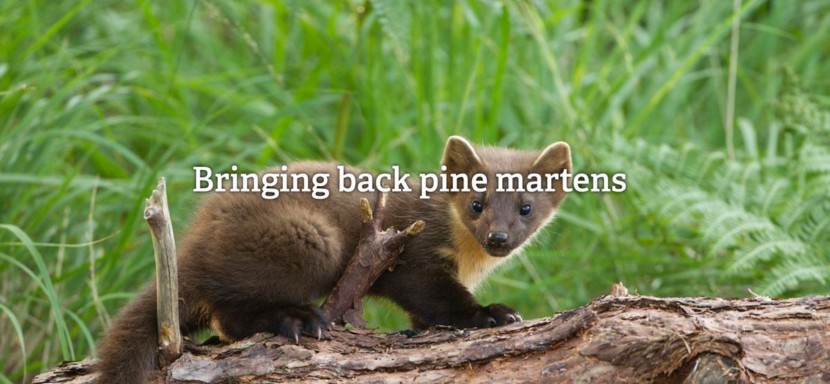  Talk: The Two Moors Pine Marten Project by Devon Wildlife Trust