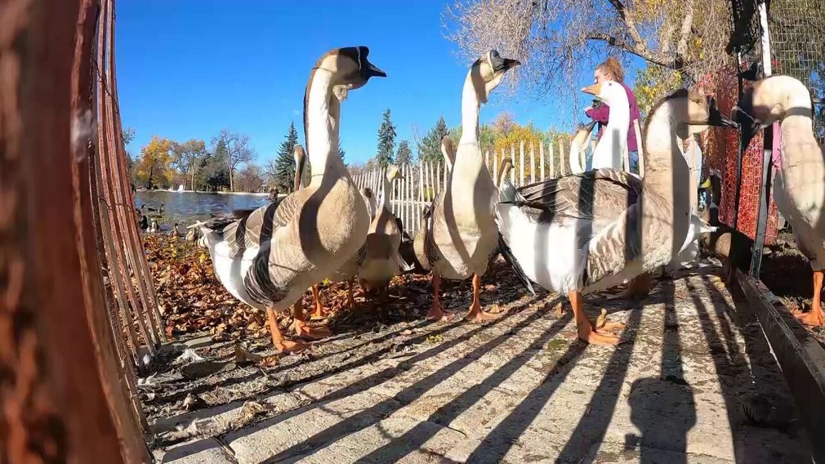 Parking Geese (17+)
