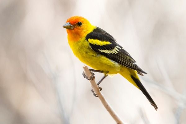 Birding 101: A Beginner\u2019s Guide to Birdwatching