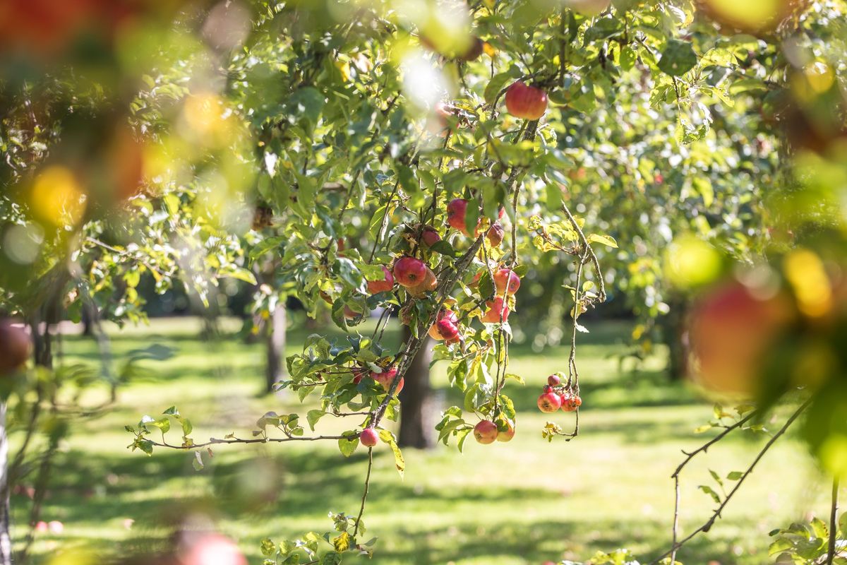 Apple Harvest