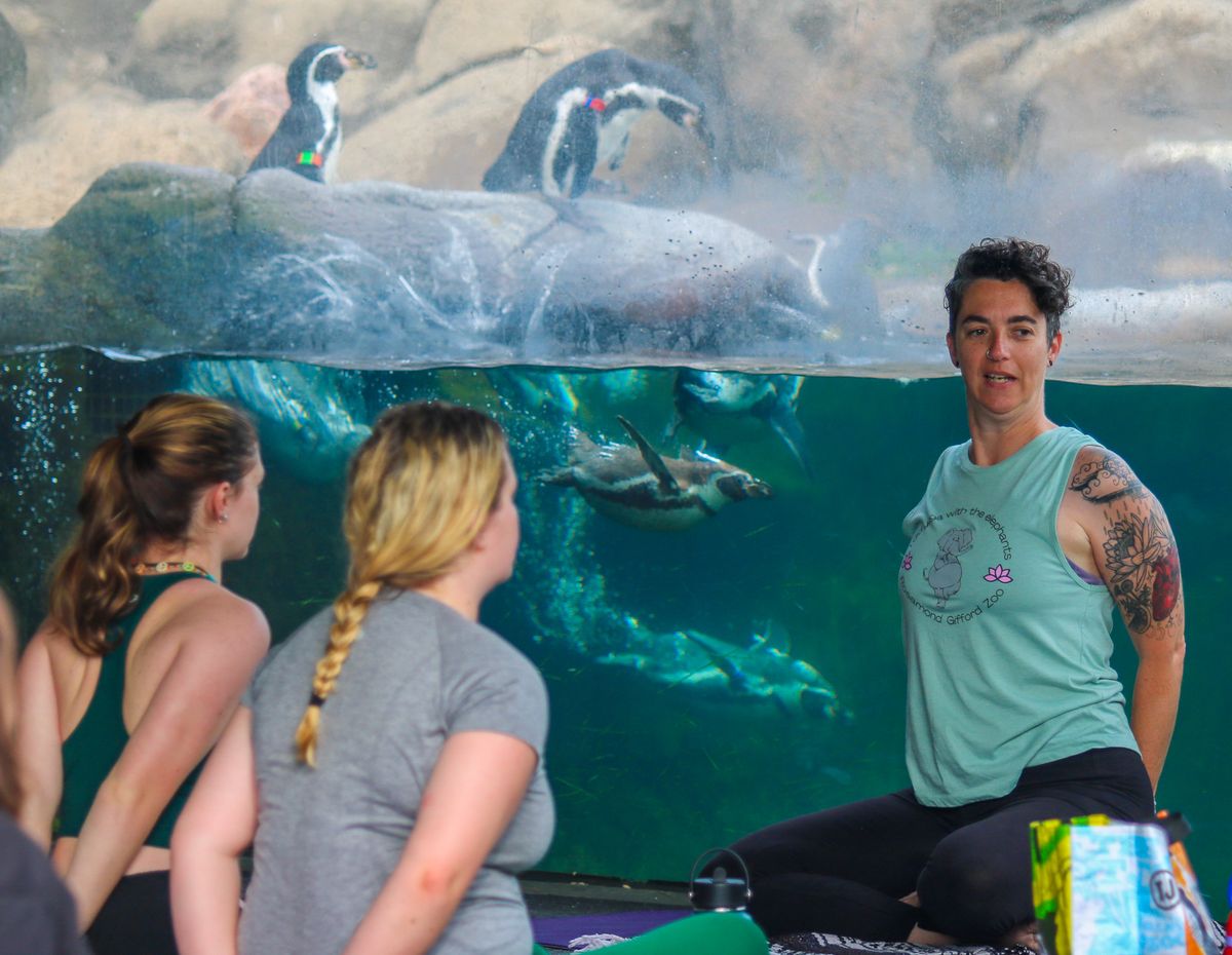 Yoga with the Penguins
