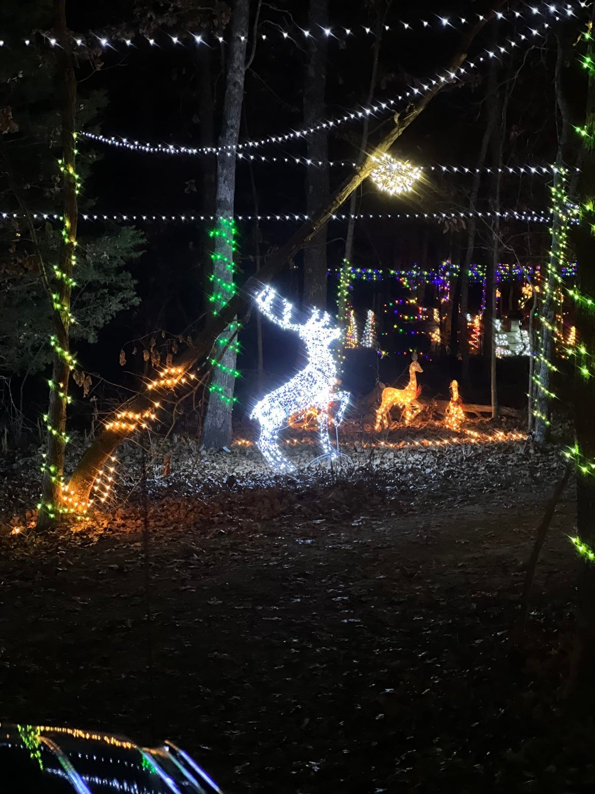 Family Christmas Lights 