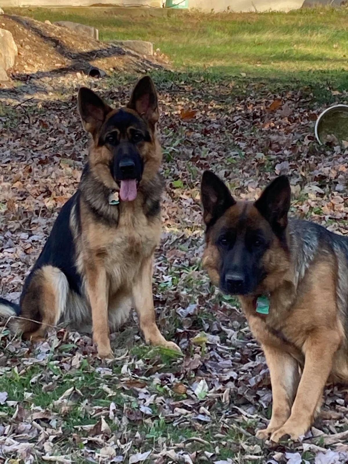 Puppy Training Classes