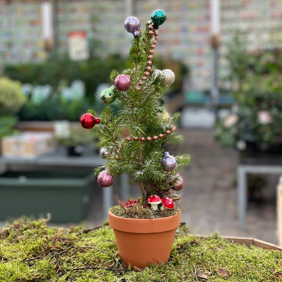 Kerstboompje versieren bij Groenrijk 't Haantje