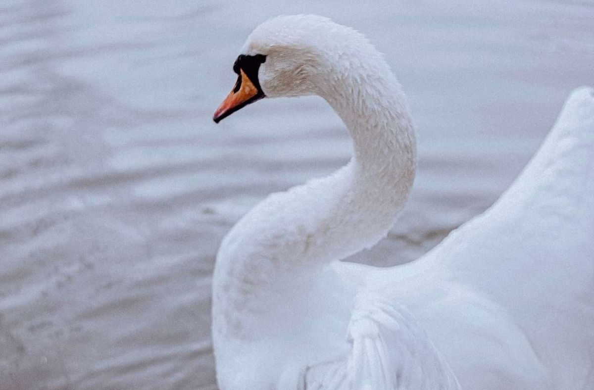 Philadelphia Ballet: Swan Lake