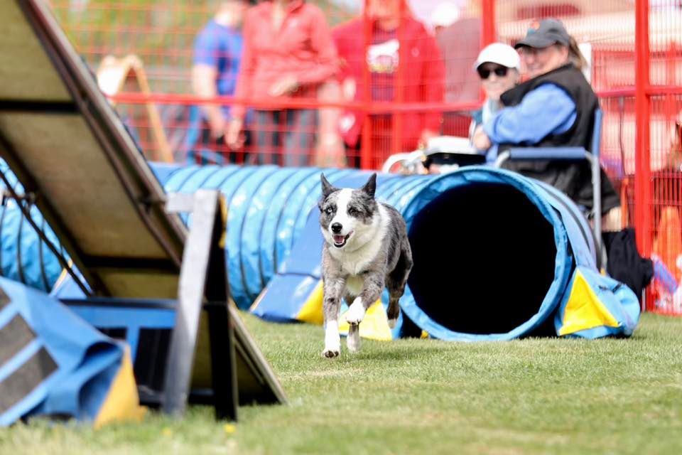 October 2024 Agility Trial 