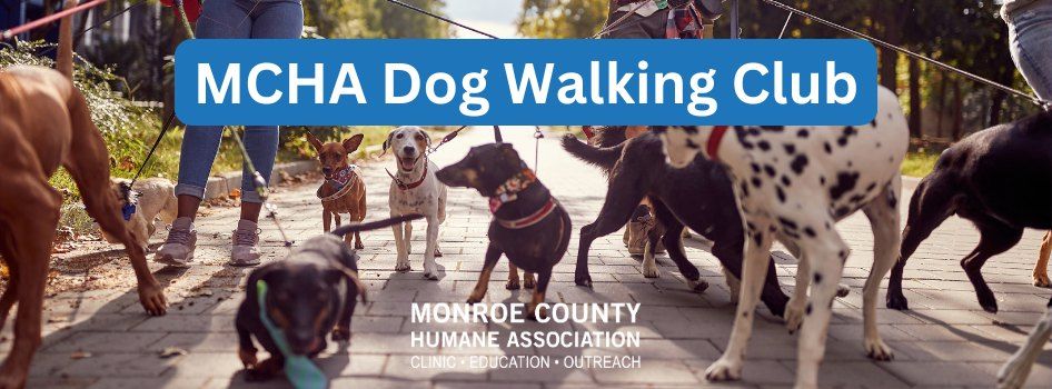 MCHA Dog Walking Club