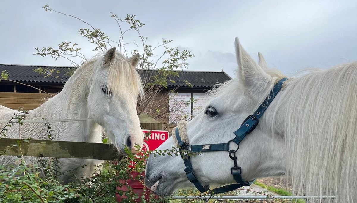 Open Day Russell's Equestrian Centre, Celebrating 50 years in business 