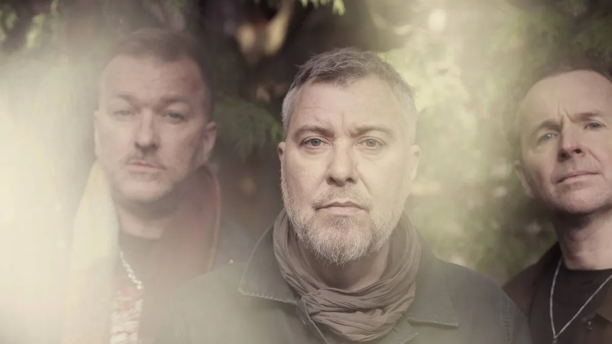 Doves in Dundee