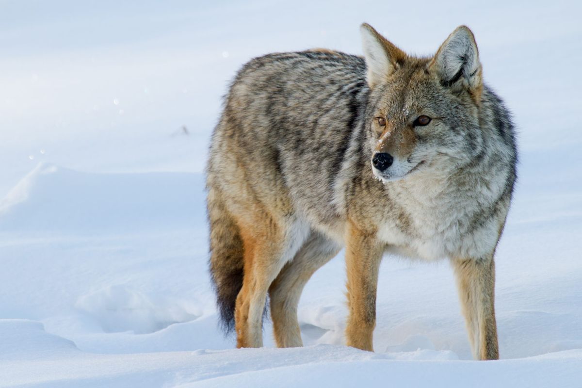 Intermediate Winter Wildlife Tracking