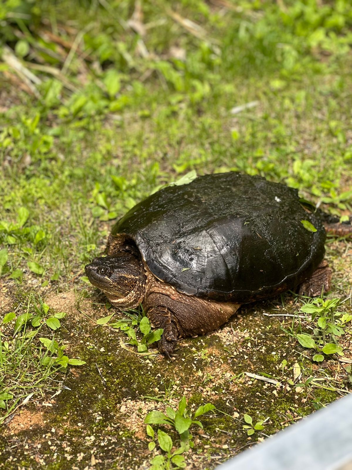 Turtle Expedition