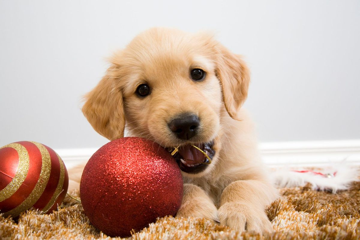 Christmas Ornaments featuring your dog's name at PUCCI Cafe!