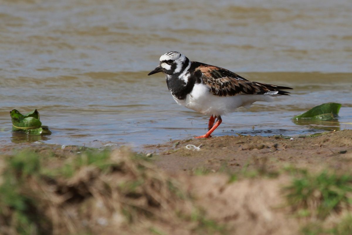 Wardens Wetland Bird Walk