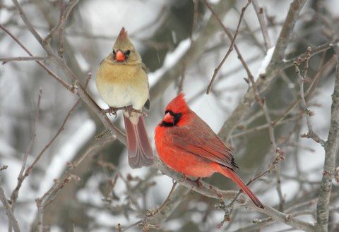 Family Winter Bird Hike 