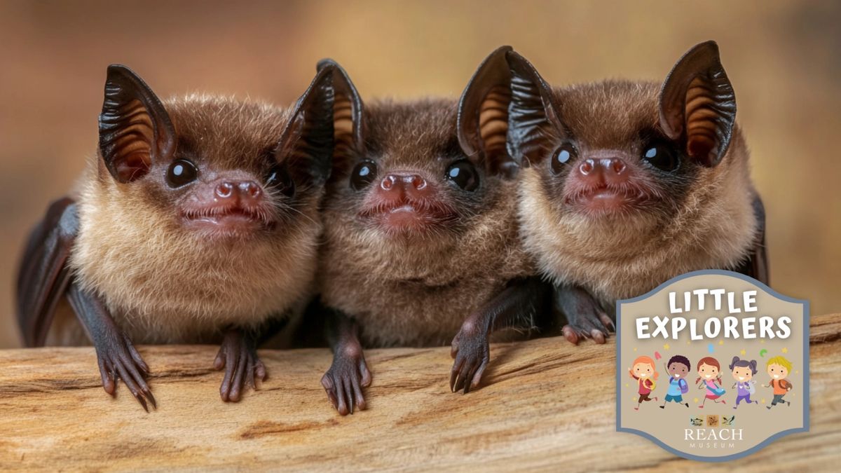 Little Explorers: Bats