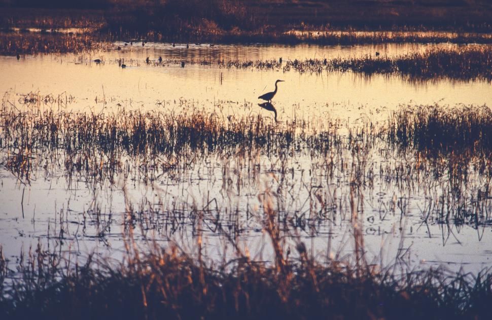 Mindful Evening Nature Wander: Anmicola Marsh 