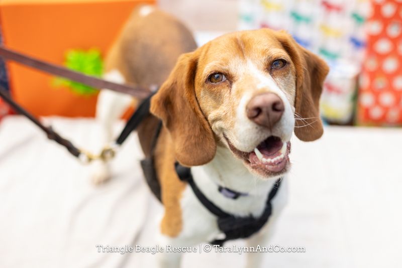 Triangle Beagle Rescue May Adopt a thon at Lonerider DURHAM