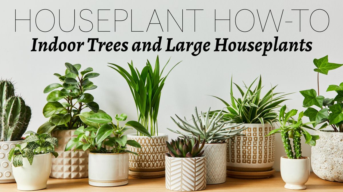 Indoor Trees and Large Houseplants