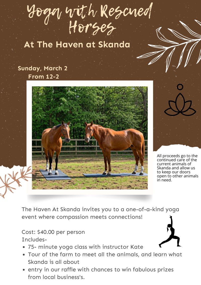 Yoga with rescued horses of Skanda