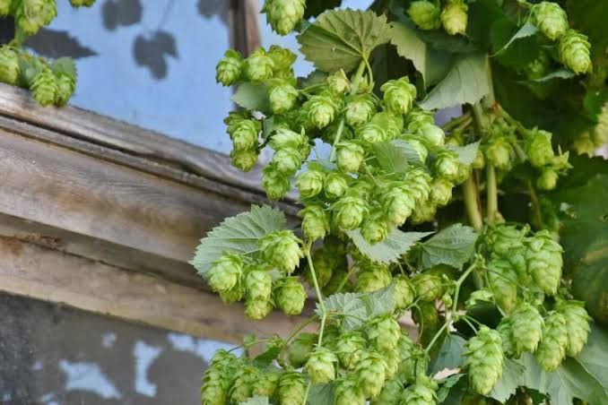 Hop talk\/site visit  -Garden & growing group.  