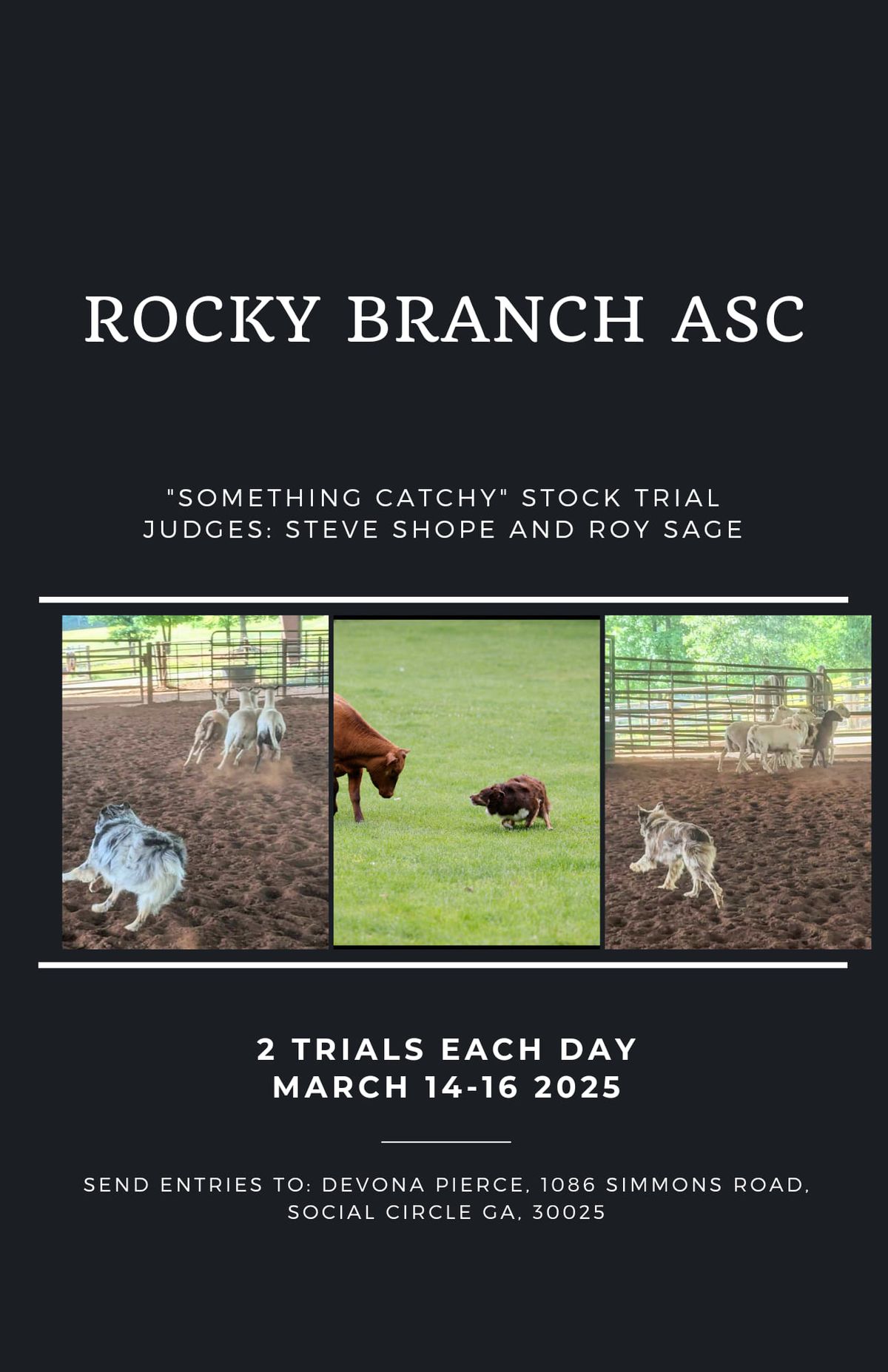 "Something Catchy" ASCA Stockdog Trial