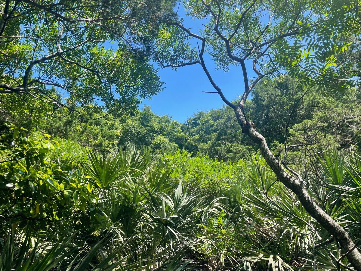 Medicinal Plants of the Maritime Forest