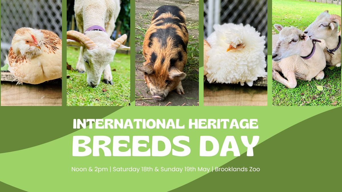 International Heritage Breeds Day at Brooklands Zoo