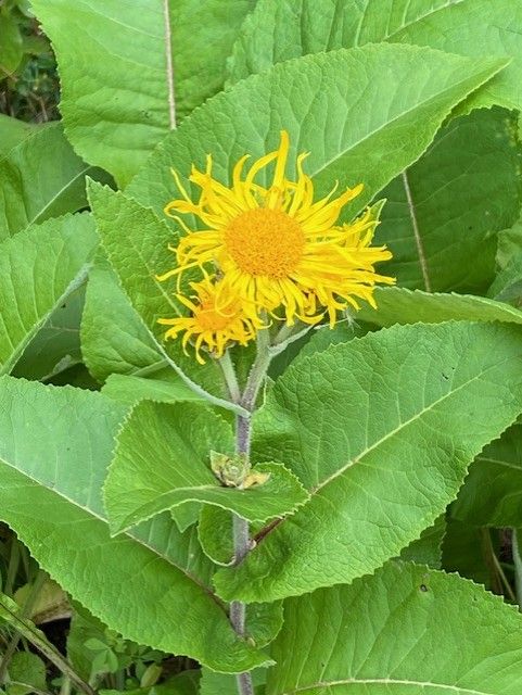 Medicinal Plants