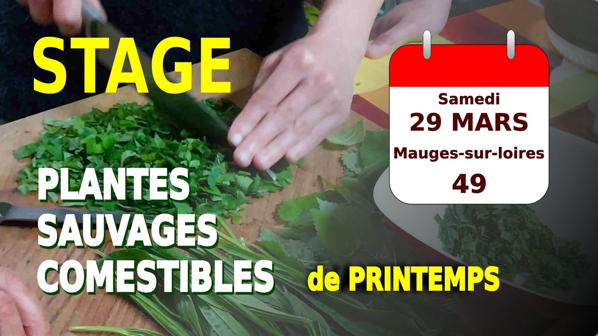 Stage plantes sauvages comestibles de printemps