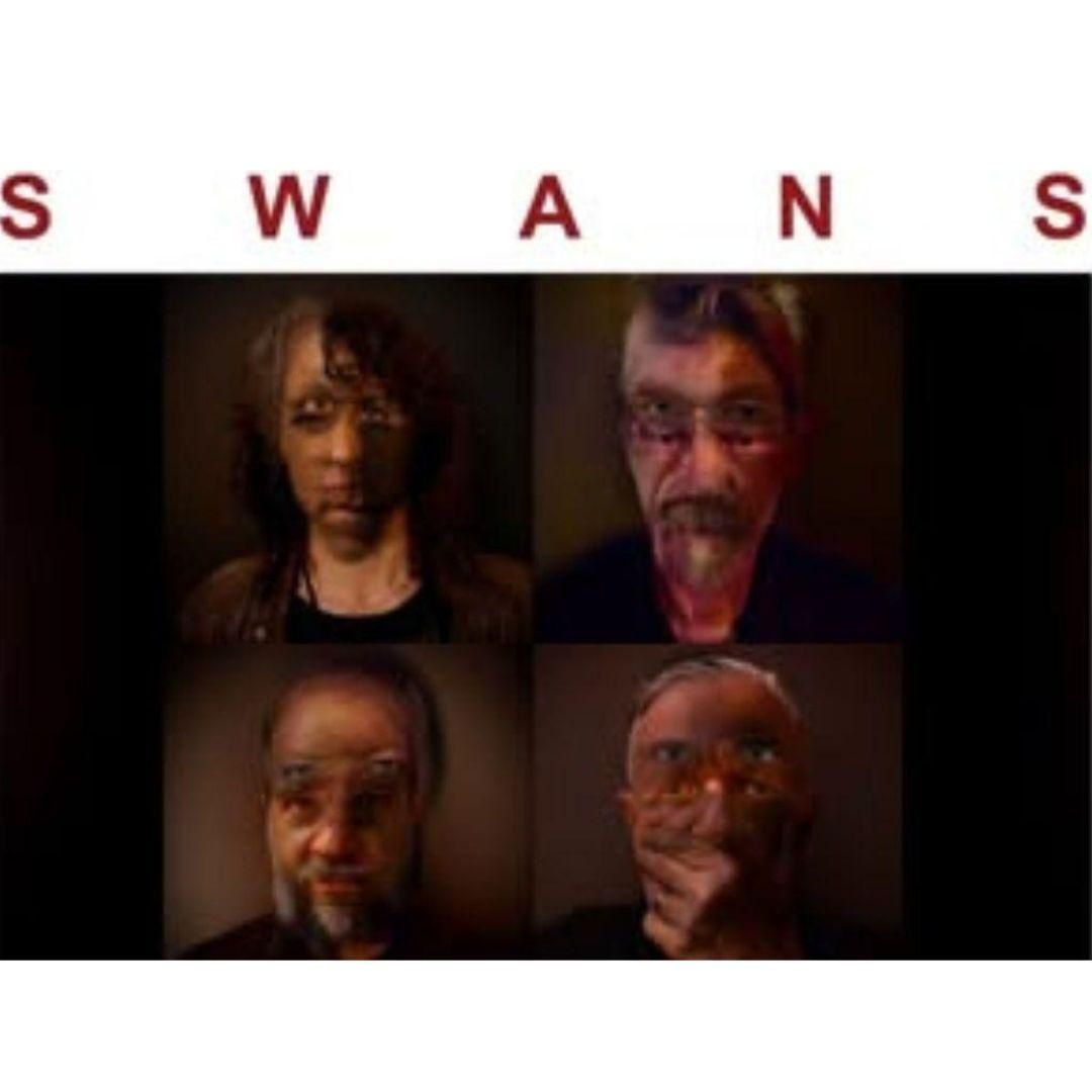 Swans in Dallas