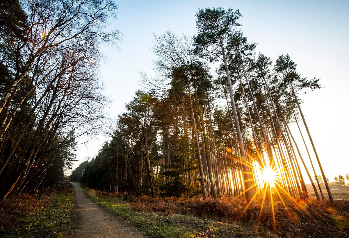 Walk for Wellbeing: Crowthorne - Buckler's Forest