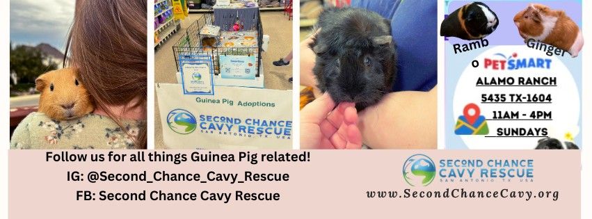 Guinea Pig Education and Adoption Event (PetSmart-Alamo Ranch & Culebra Rd)