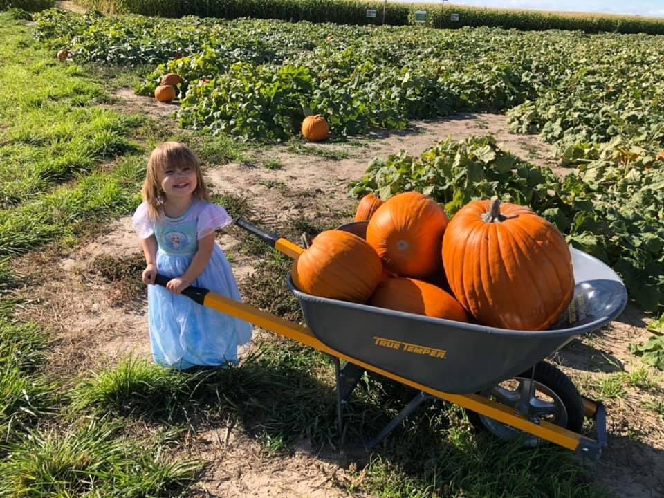 Pumpkin Palooza! BOGO pumpkins!