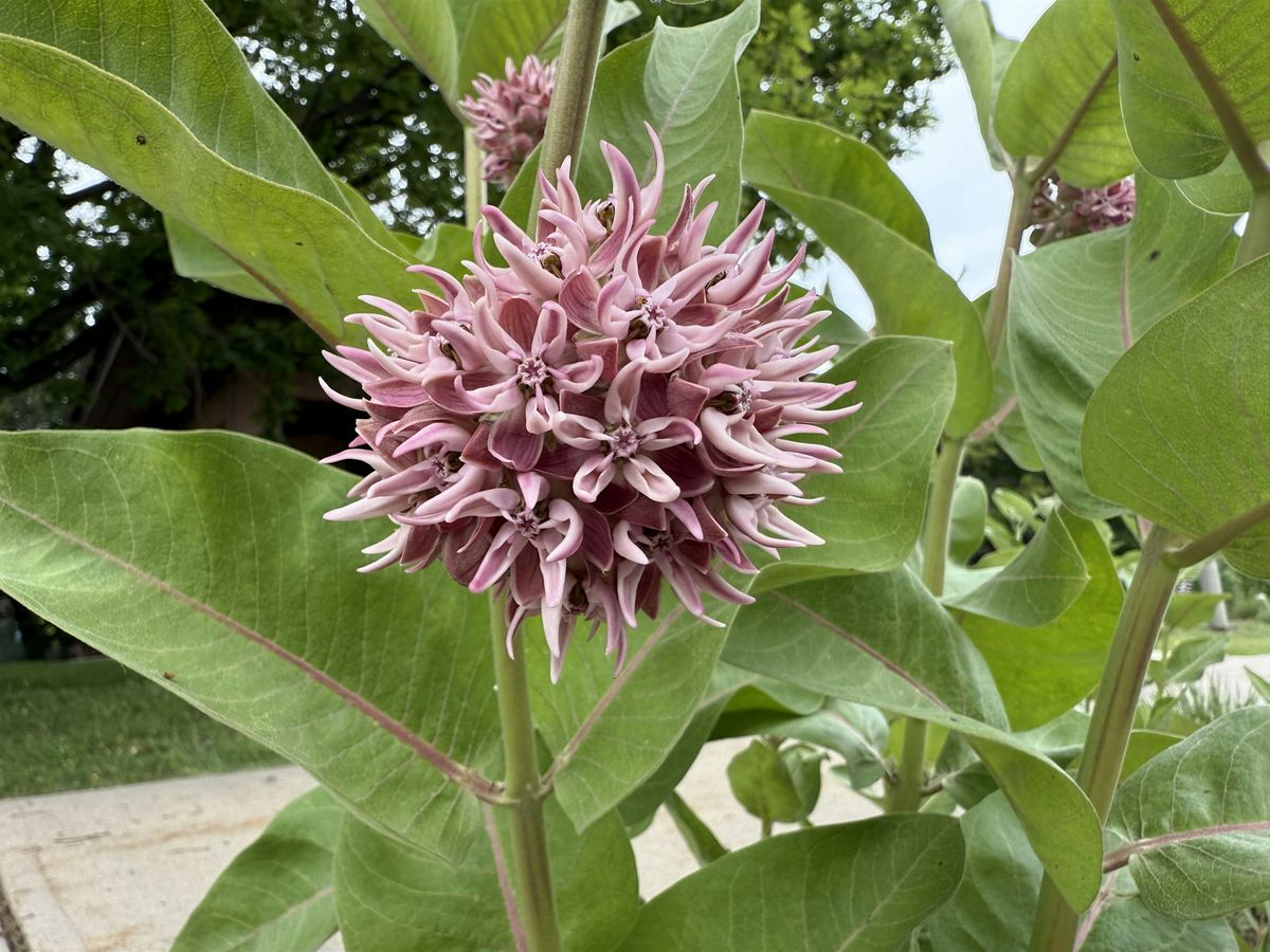 Native Plant Master 3-Day Field Course: Plants of the Foothills
