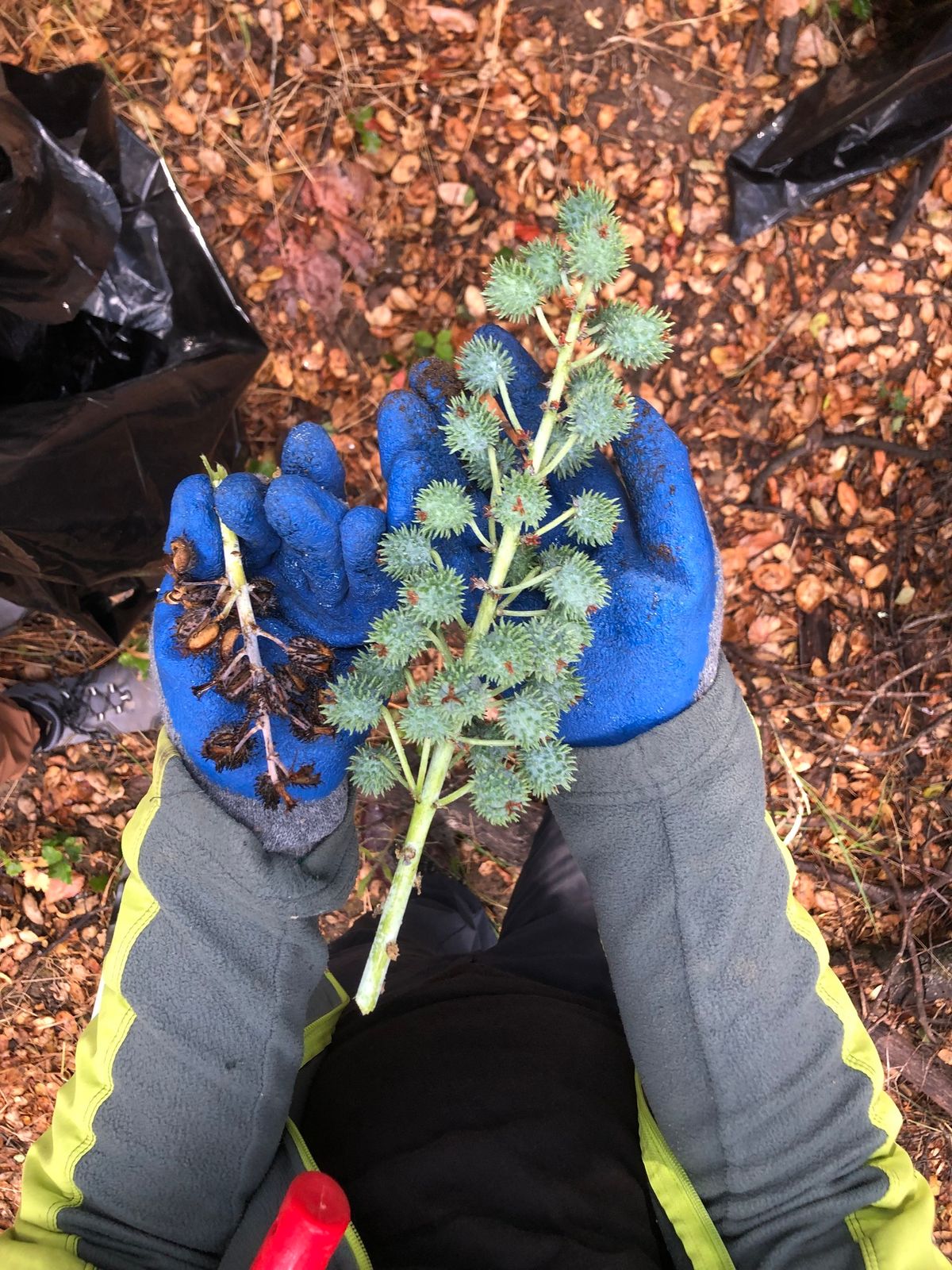 Shrub Club: Keithley Preserve Creek Clean Up