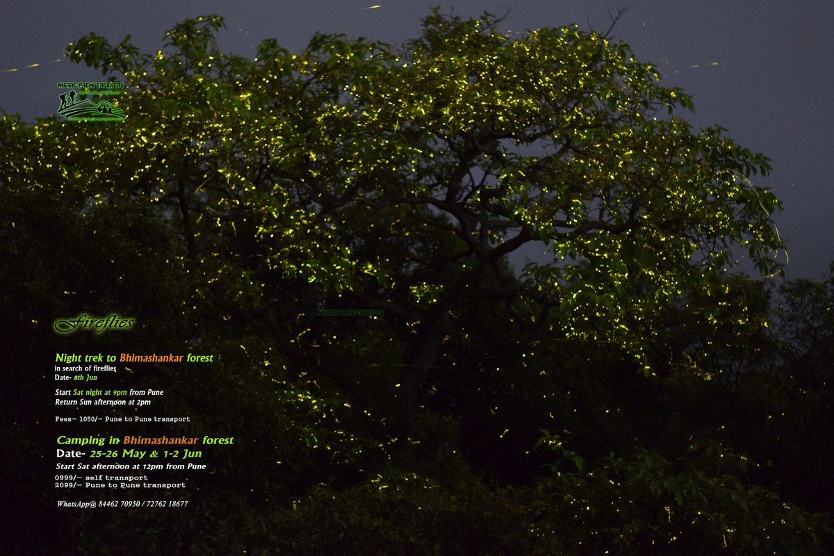 Fireflies Night Trek to Bhimashankar forest on Sat 8 Jun
