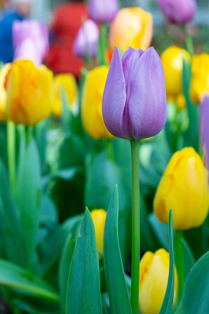 Amsterdam Tulip Fest